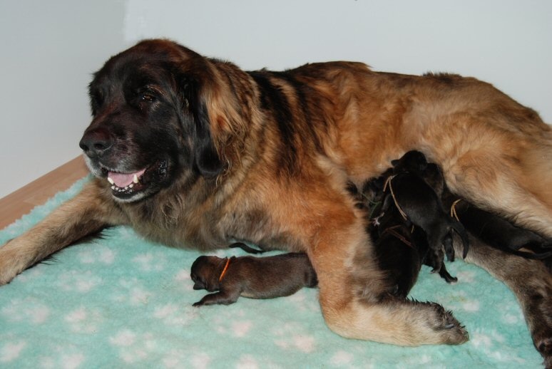 Du vieux kadoumalou - Leonberger - Portée née le 19/01/2014