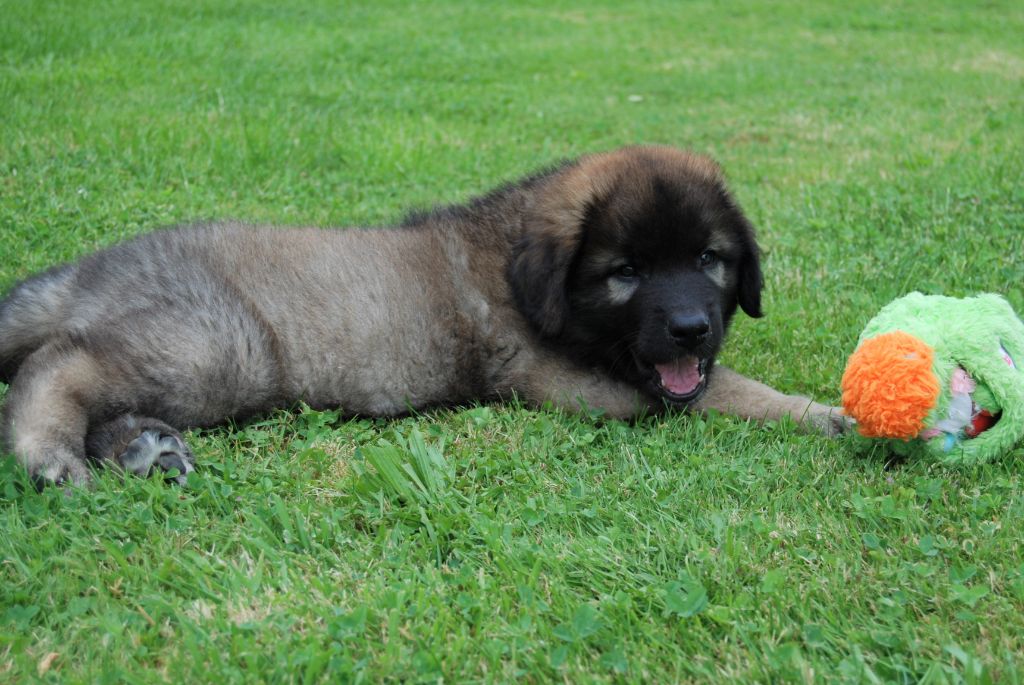 Du vieux kadoumalou - Leonberger - Portée née le 30/04/2019