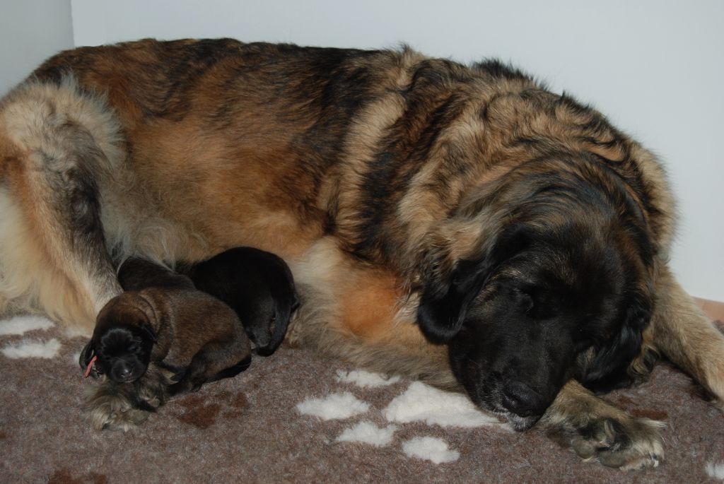 Du vieux kadoumalou - Leonberger - Portée née le 12/10/2018